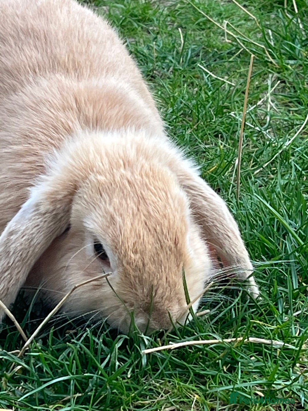 Mini Lop rabbits for sale: Mini Lop Lovely Bunny - Advert 5