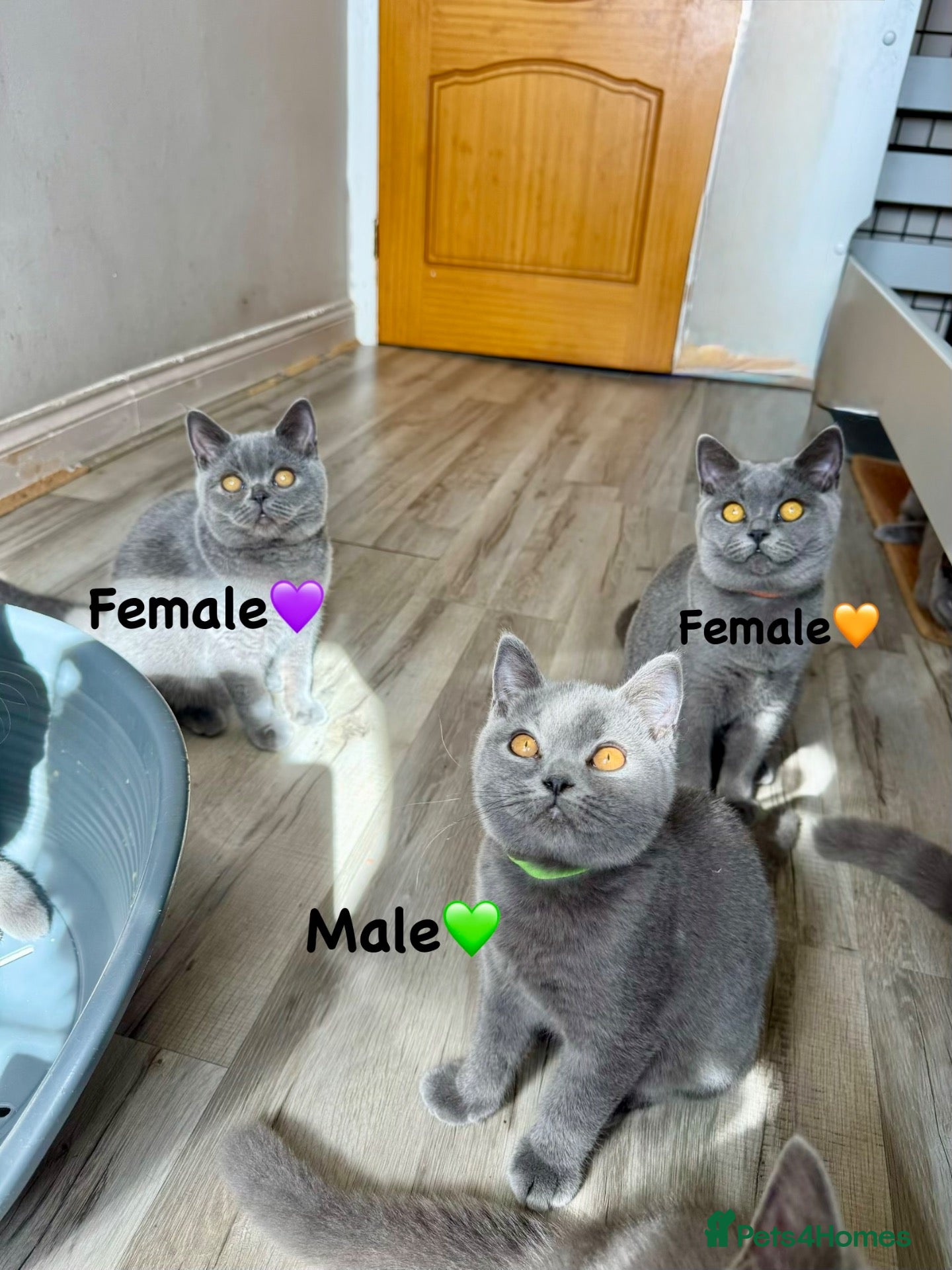 British Shorthair cats Reduced the price GCFF reg BSH kittens - Advert 1