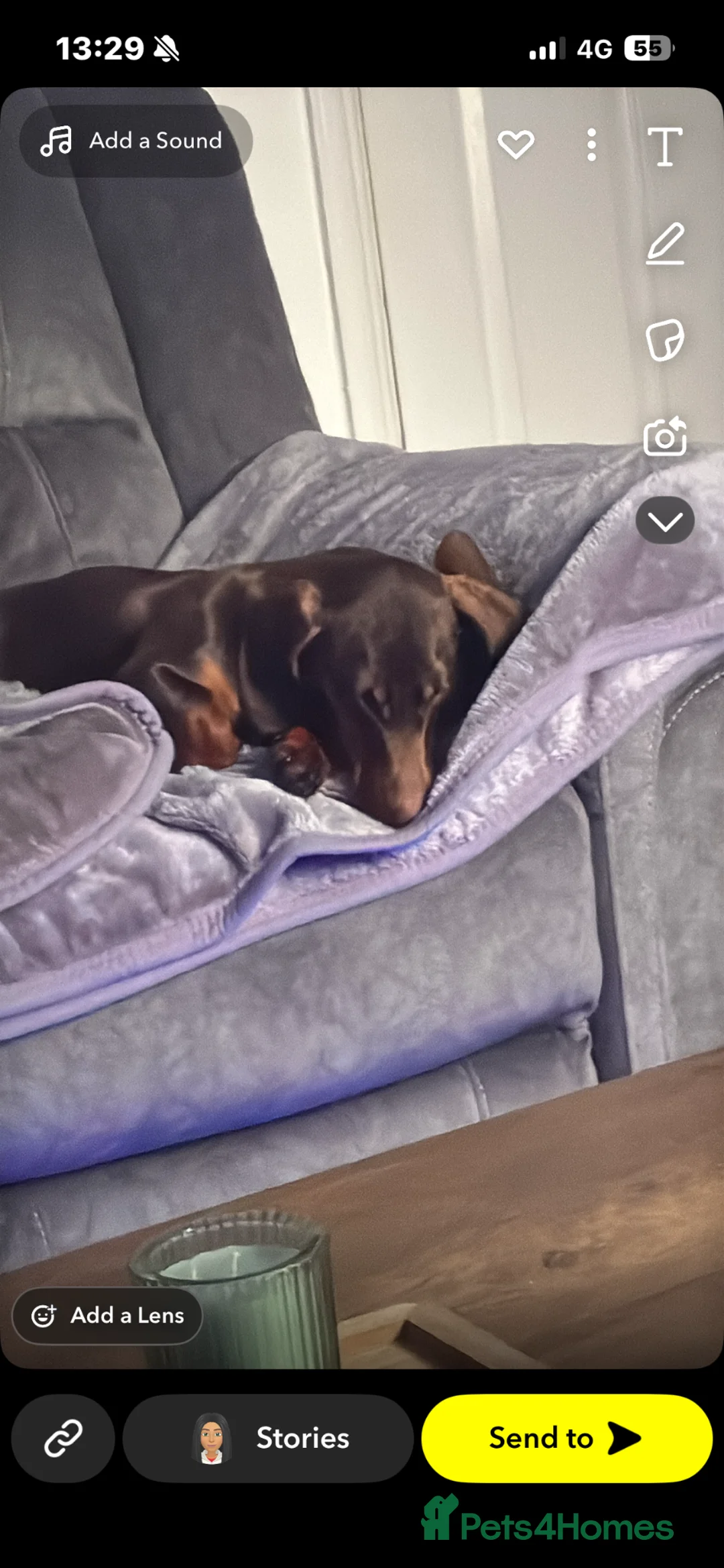 Miniature Dachshund dogs for sale: Miniature dachshund  - Advert 2