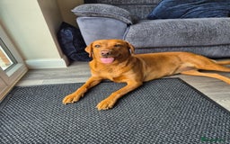 Labrador Retriever dogs for sale: 2 year old female fox red labrador  - Image 1