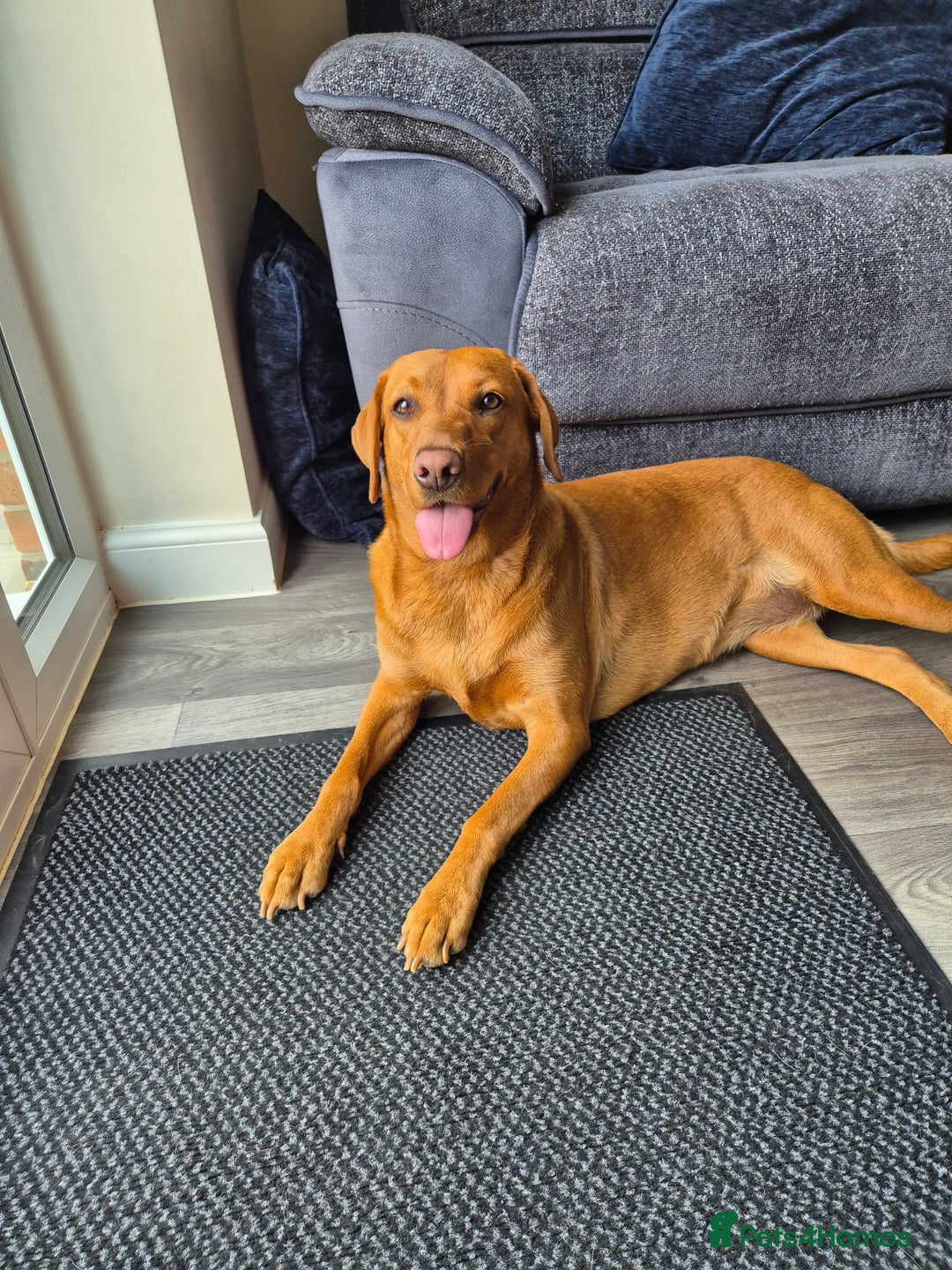 Labrador Retriever dogs for sale: 2 year old female fox red labrador  - Image 1