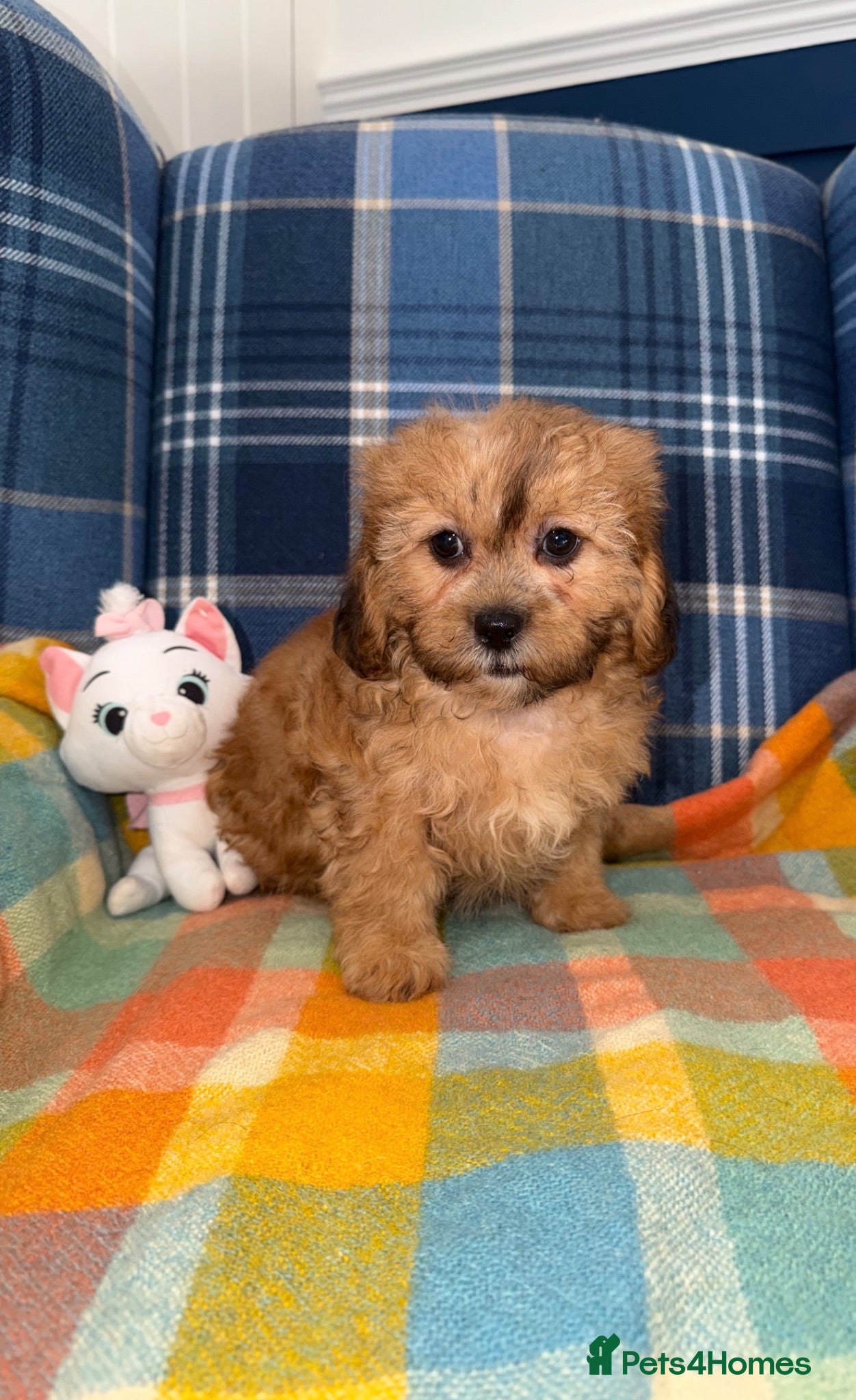 Shihpoo dogs 💜🧡💛Stunning Shihpoo Puppies Ready Now💛🧡💜 - Advert 1
