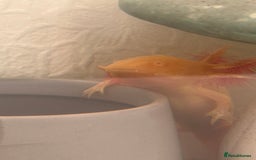 Axolotl reptiles for sale: 2 AXOLOTLS (tank included) Willing to lower price - Image 5