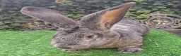 Continental Giant rabbits for sale: Super Stars  Stud Service -Beautiful PROVEN Bucks  - Advert 9