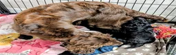 Cockapoo dogs for sale: Licensed breeder, health tested F1 cockapoos - Advert 24