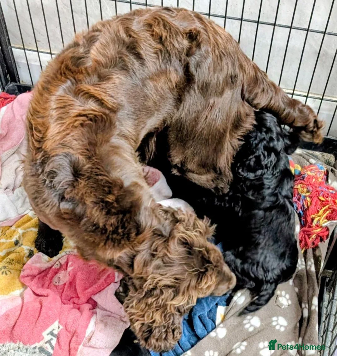 Cockapoo dogs for sale: Licensed breeder, health tested F1 cockapoos - Advert 24