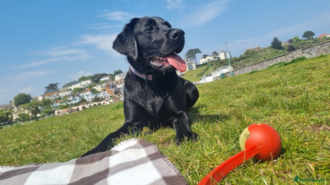 Labrador Retriever dogs for sale: Beautiful Puppies Looking for Loving Homes - Advert 1