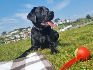 Labrador Retriever dogs Beautiful Puppies Looking for Loving Homes - Advert 1