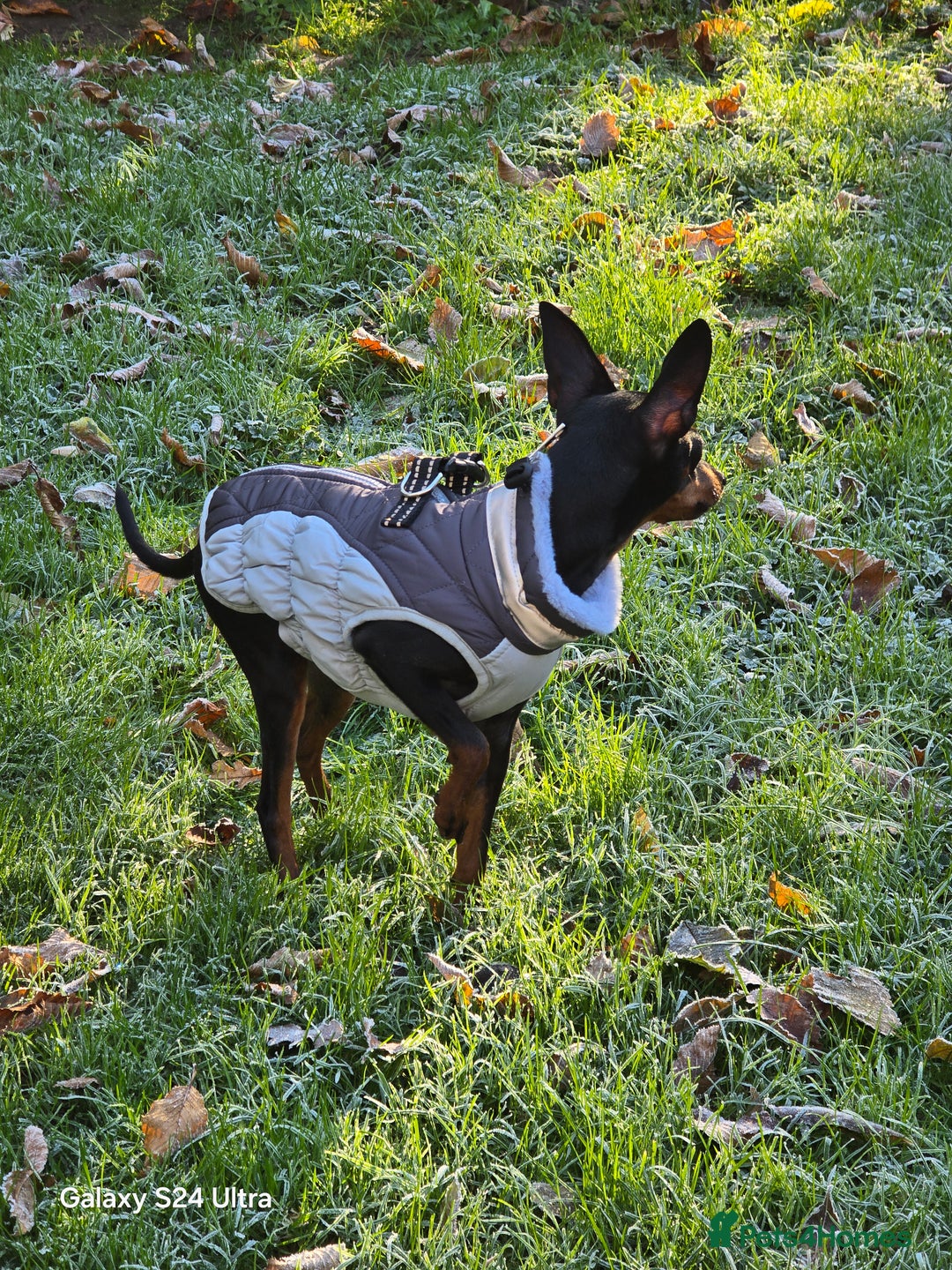 Miniature Pinscher dogs for sale: Pimscher Miniature - Advert 2