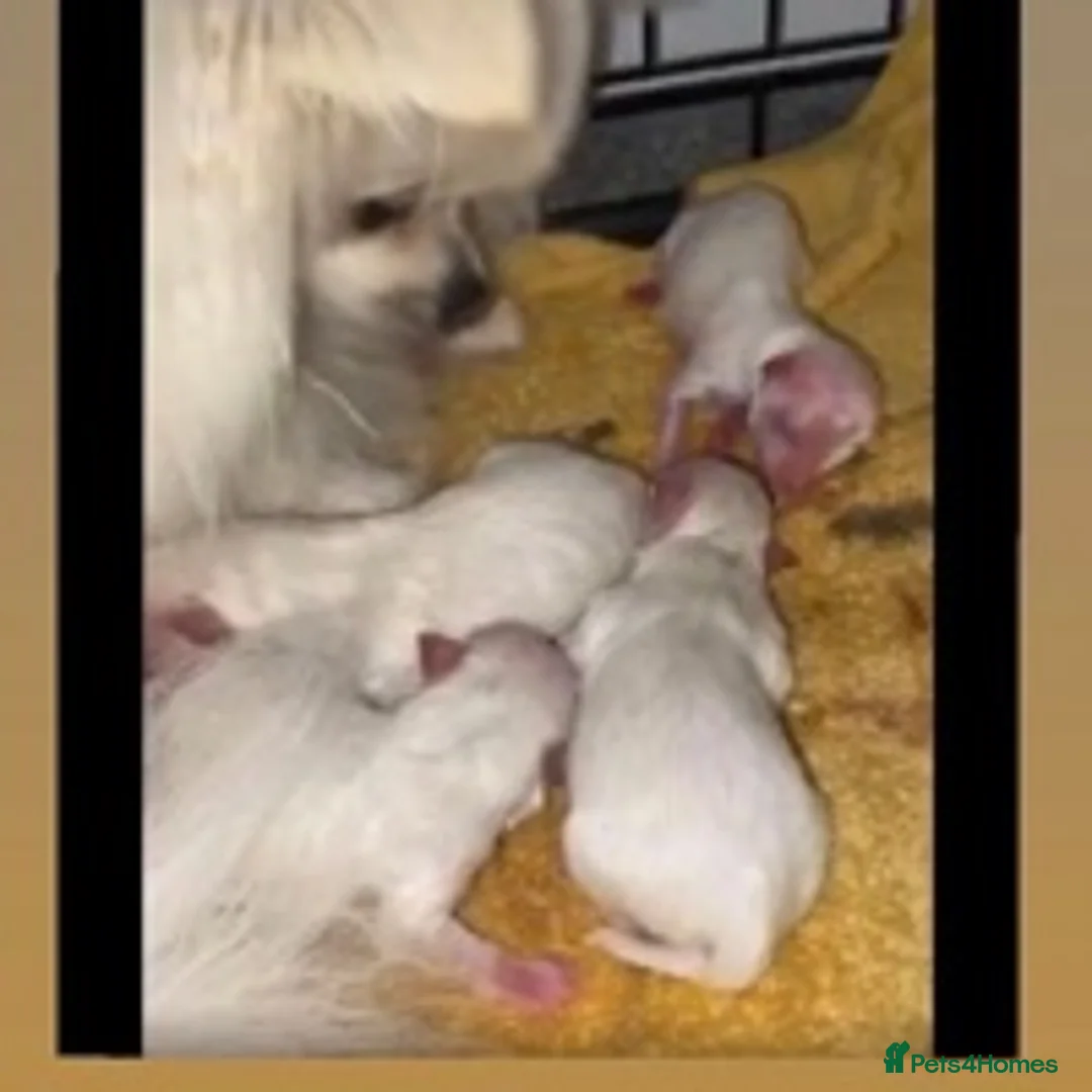 Pomeranian dogs for stud: 1.9kg tiny Proven Ukraine import stud kc reg  in Ferryhill - Advert 16