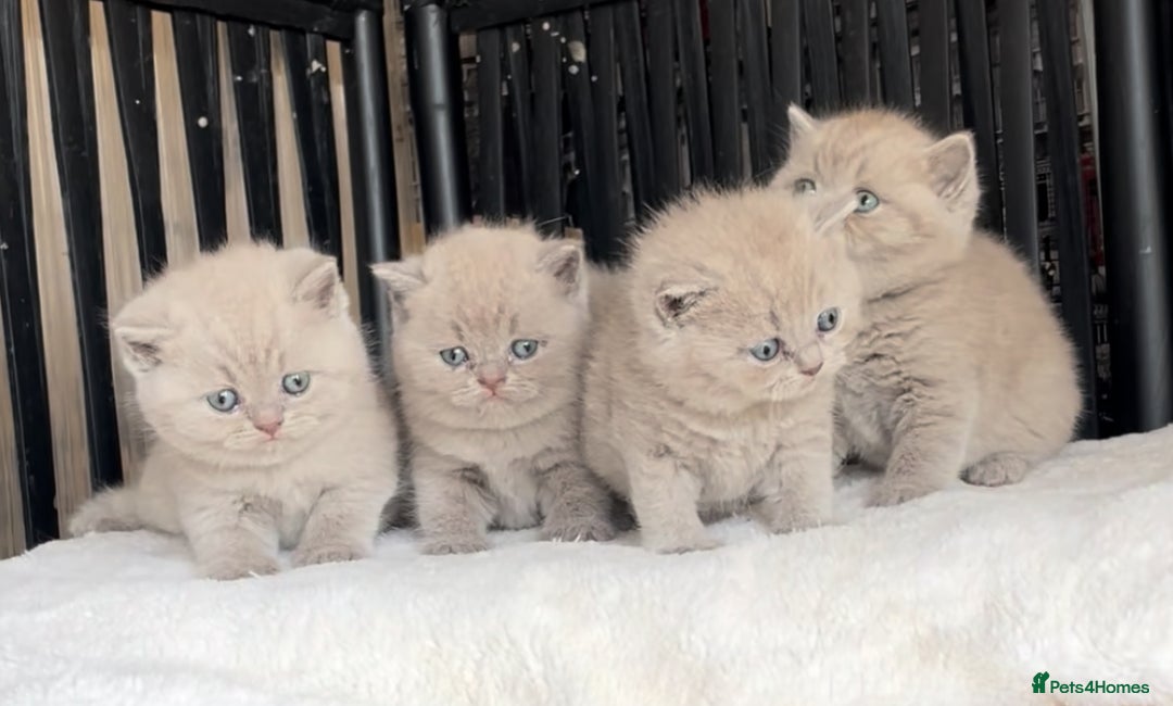 British Shorthair cats for sale:  Absolutely Beautiful BSH Champion Line kittens  - Image 8