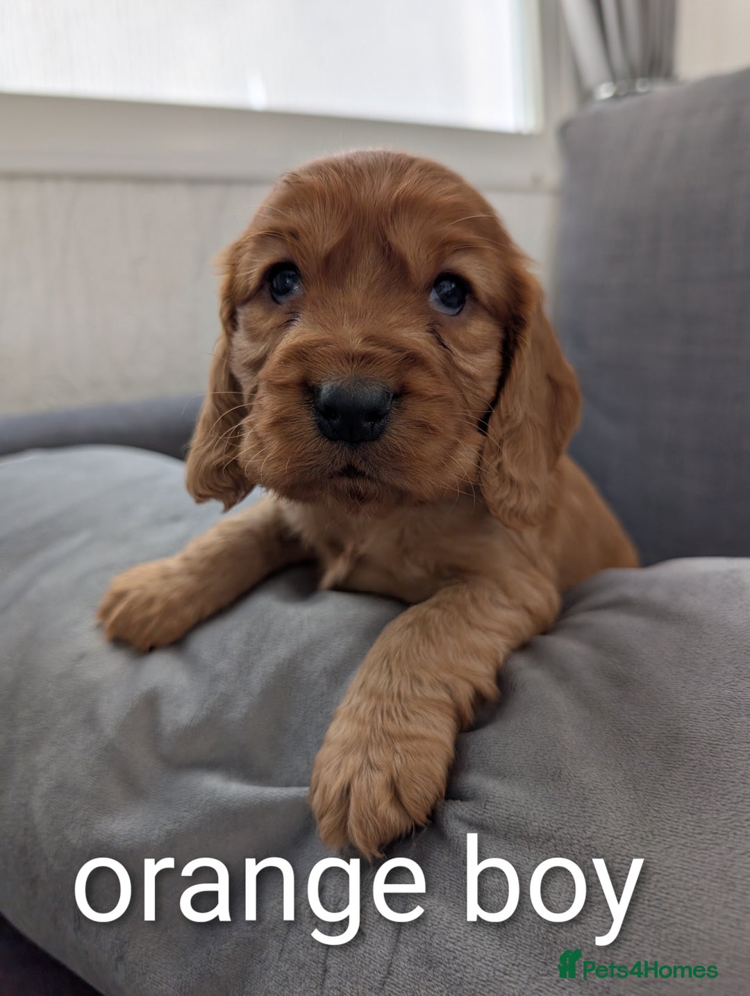 Cocker Spaniel dogs for sale: Cocker spaniel puppies - Advert 6