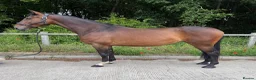 Irish Sports horses for sale: 15.2hh mare - Advert 3