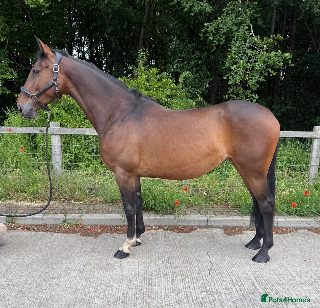 Irish Sports horses for sale: 15.2hh mare - Advert 3