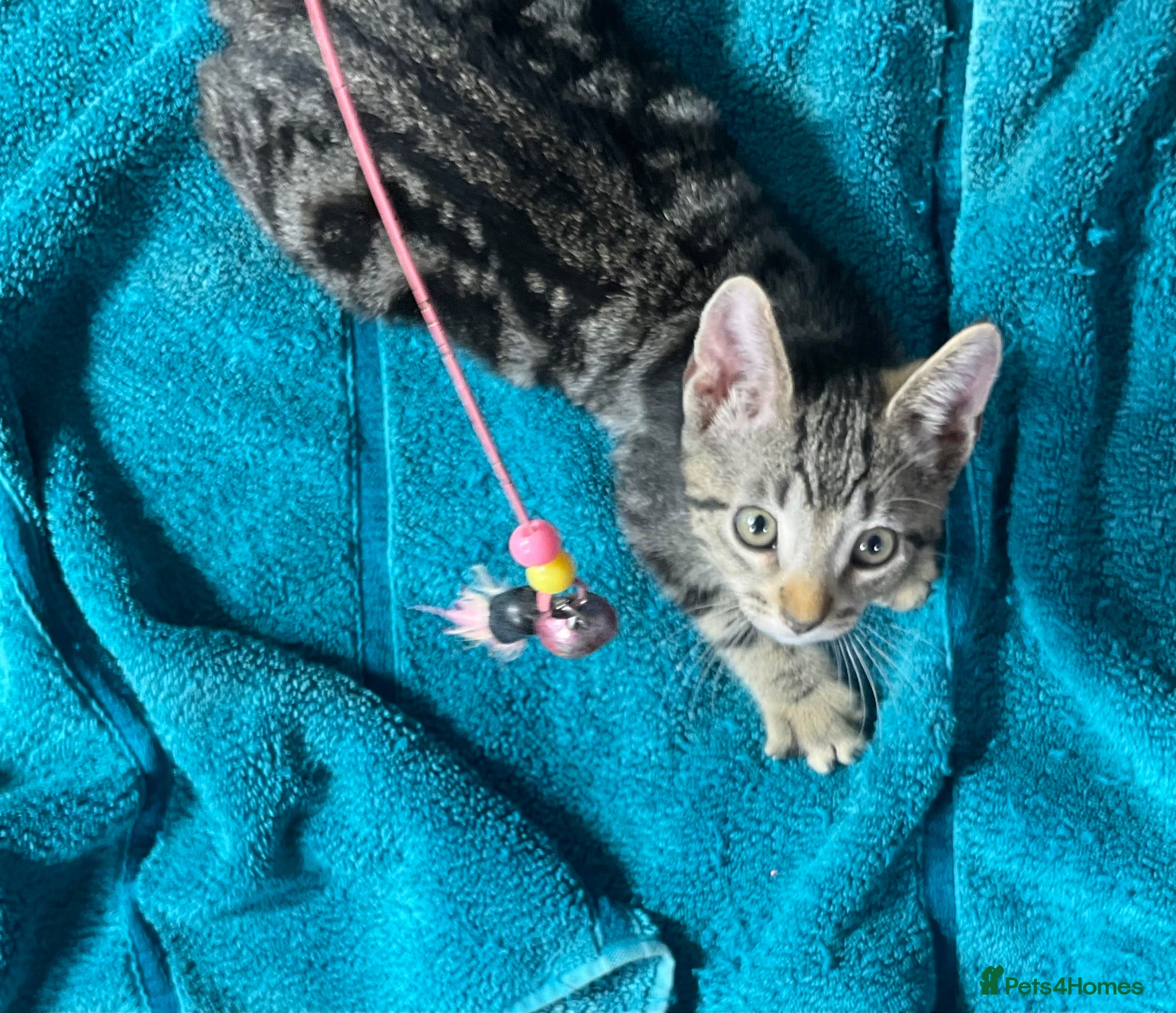 Mixed Breed cats for sale: 2 kittens for sale KT4 - Advert 8
