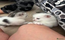 Persian cats for sale: Doll face Persian x - Image 9