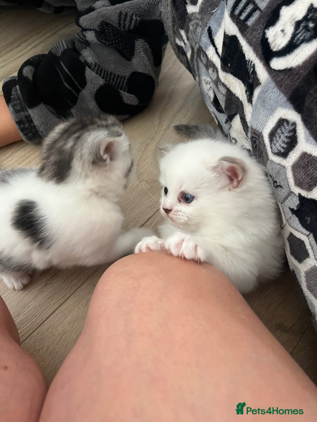 Persian cats for sale: Doll face Persian x - Image 9