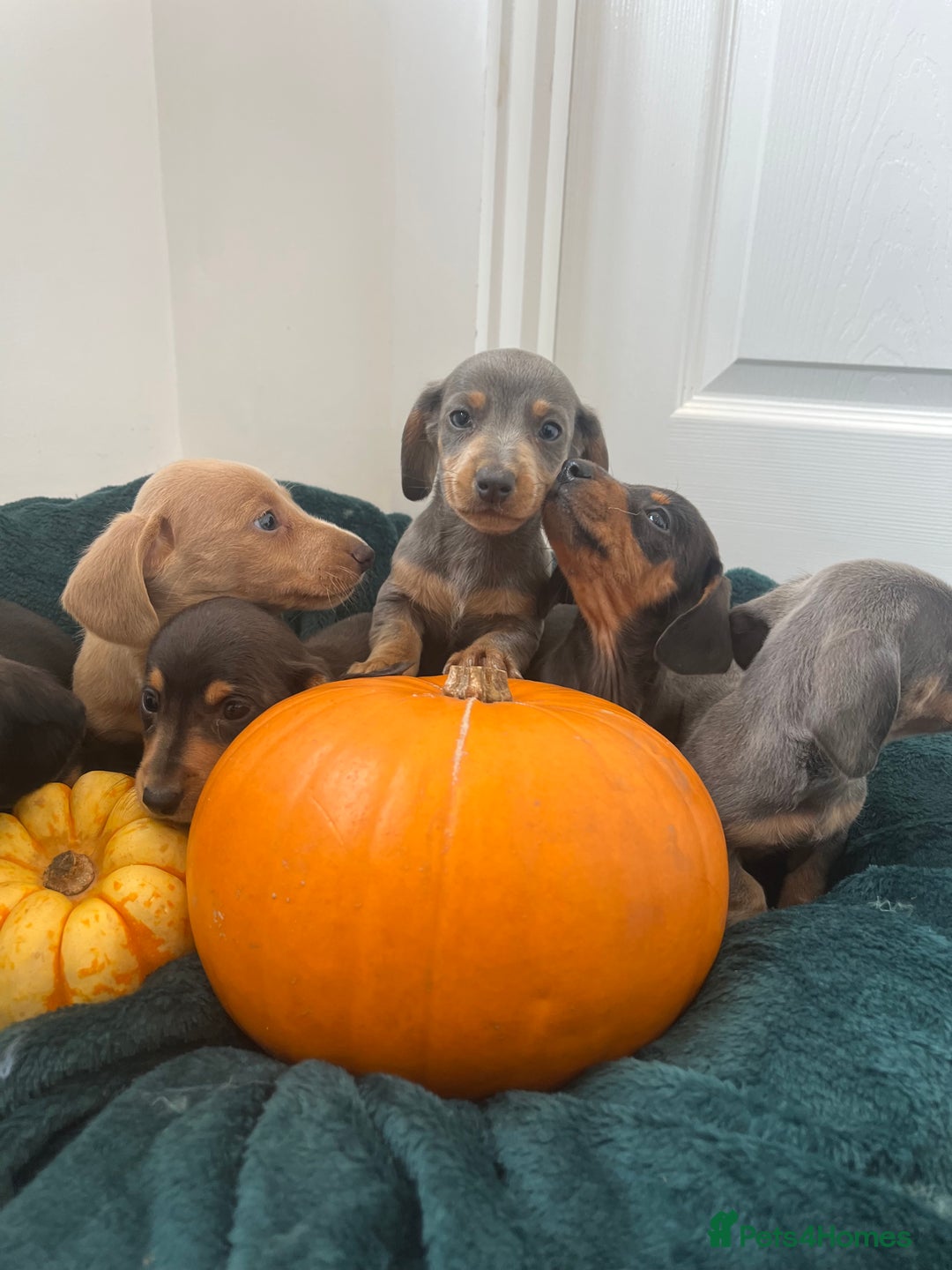 Dachshund dogs for sale: 6 beautiful dachshund puppies  - Image 6
