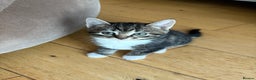 Mixed Breed cats for sale: Gorgeous mixed breed bengal and calico kittens - Advert 21