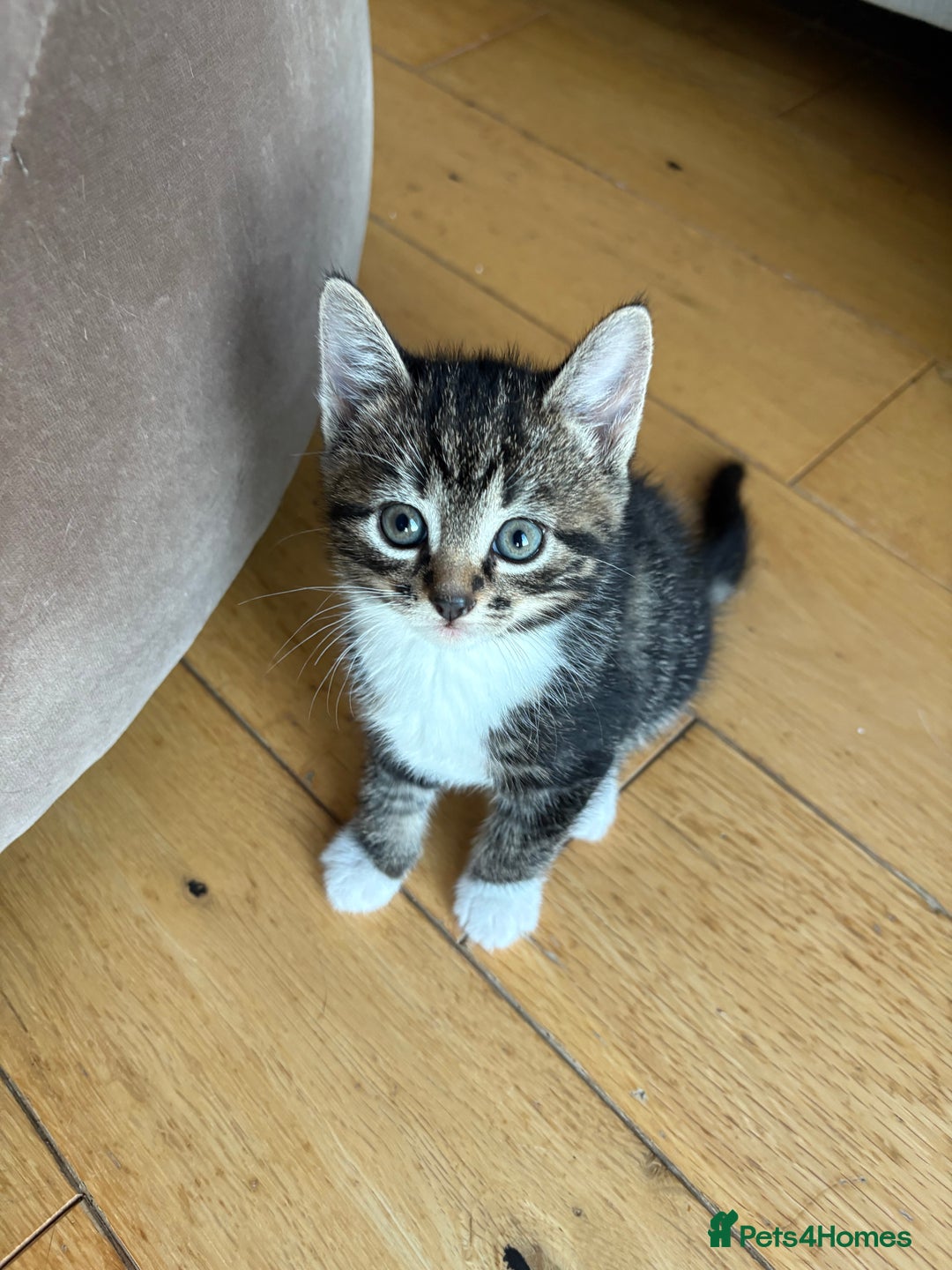 Mixed Breed cats for sale: Gorgeous mixed breed bengal and calico kittens - Advert 21