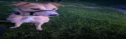Mixed Breed dogs for sale: 3 year old Lurcher Cross female  in Stourbridge - Advert 3