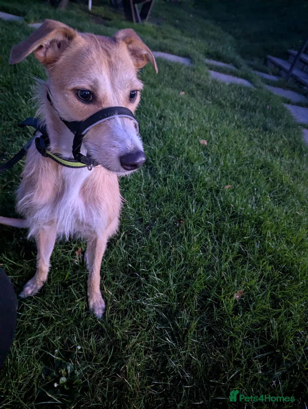Mixed Breed dogs for sale: 3 year old Lurcher Cross female  in Stourbridge - Advert 3