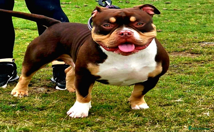 American Bully dogs American bully stud  - Advert 1