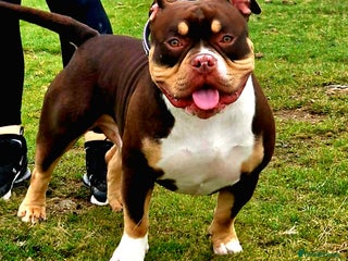 American Bully dogs American bully stud - Advert 22