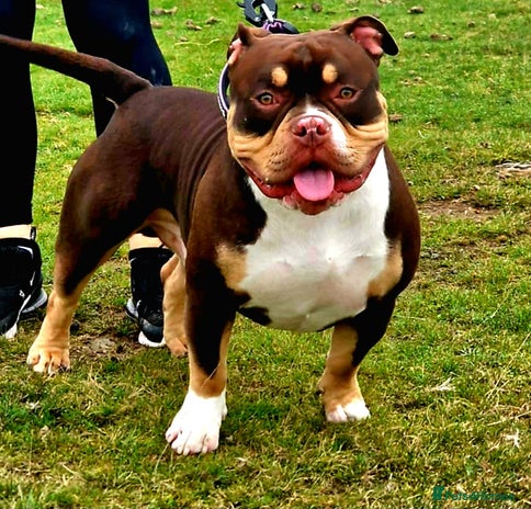American Bully dogs American bully stud - Advert 1
