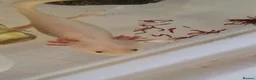 Axolotl reptiles for sale: Axolotl (wild & Leucistic) - Advert 5