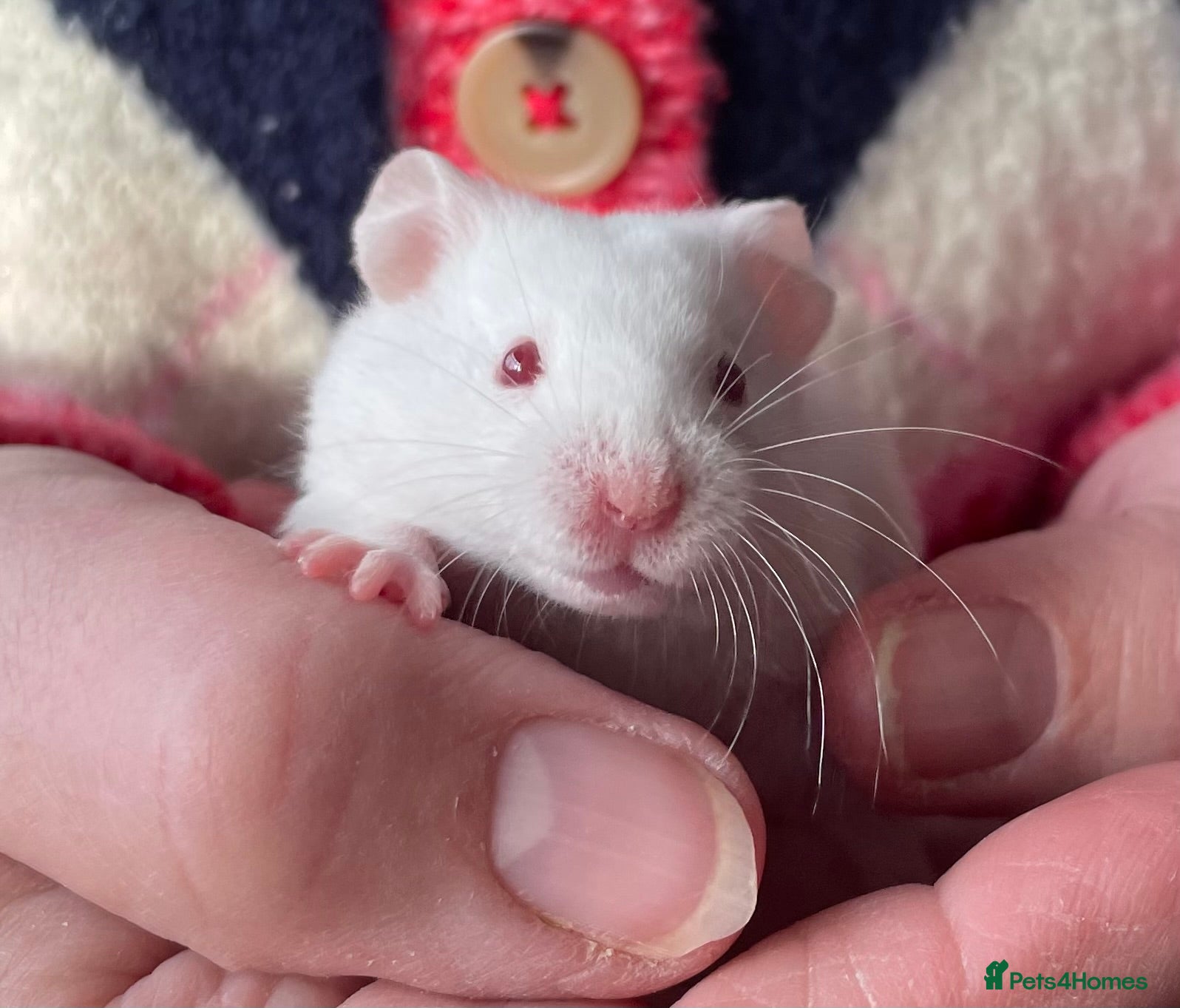 Hamster rodents Baby female Syrian hamsters from show stock  - Advert 2