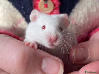 Hamster rodents Baby female Syrian hamsters from show stock - Advert 1