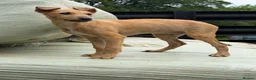 Lurcher dogs for sale: Quality Lurcher pups  in Cwmbran - Advert 4