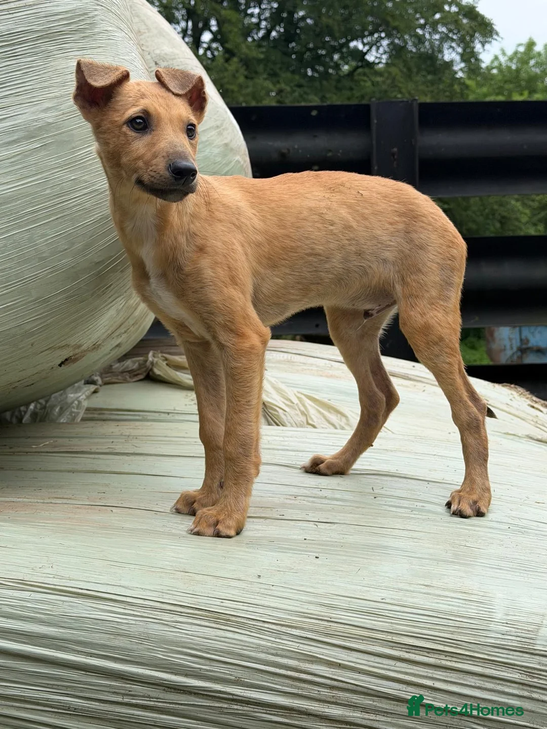 Lurcher dogs for sale: Quality Lurcher pups  - Advert 14
