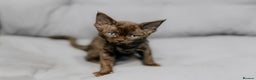 Devon Rex cats for sale: Adorable GCCF Registered DevonRex Kittens FOR SALE - Advert 22