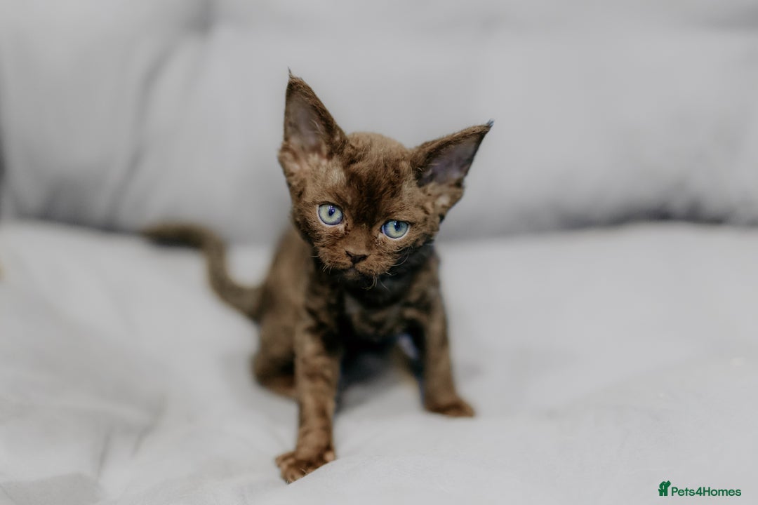 Devon Rex cats for sale: Adorable GCCF Registered DevonRex Kittens FOR SALE - Advert 22