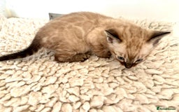 Bengal cats for sale: Seal mink snow & charcoal seal bengal  - Image 6