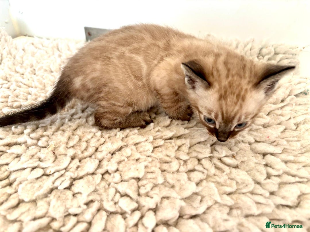 Bengal cats for sale: Seal mink snow & charcoal seal bengal  - Image 6