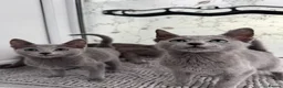 Russian Blue cats for sale: Very loving Russian Blue kittens - Advert 2