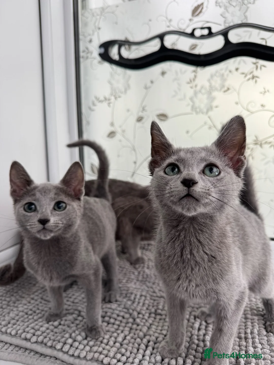 Russian Blue cats for sale: Very loving Russian Blue kittens - Advert 2