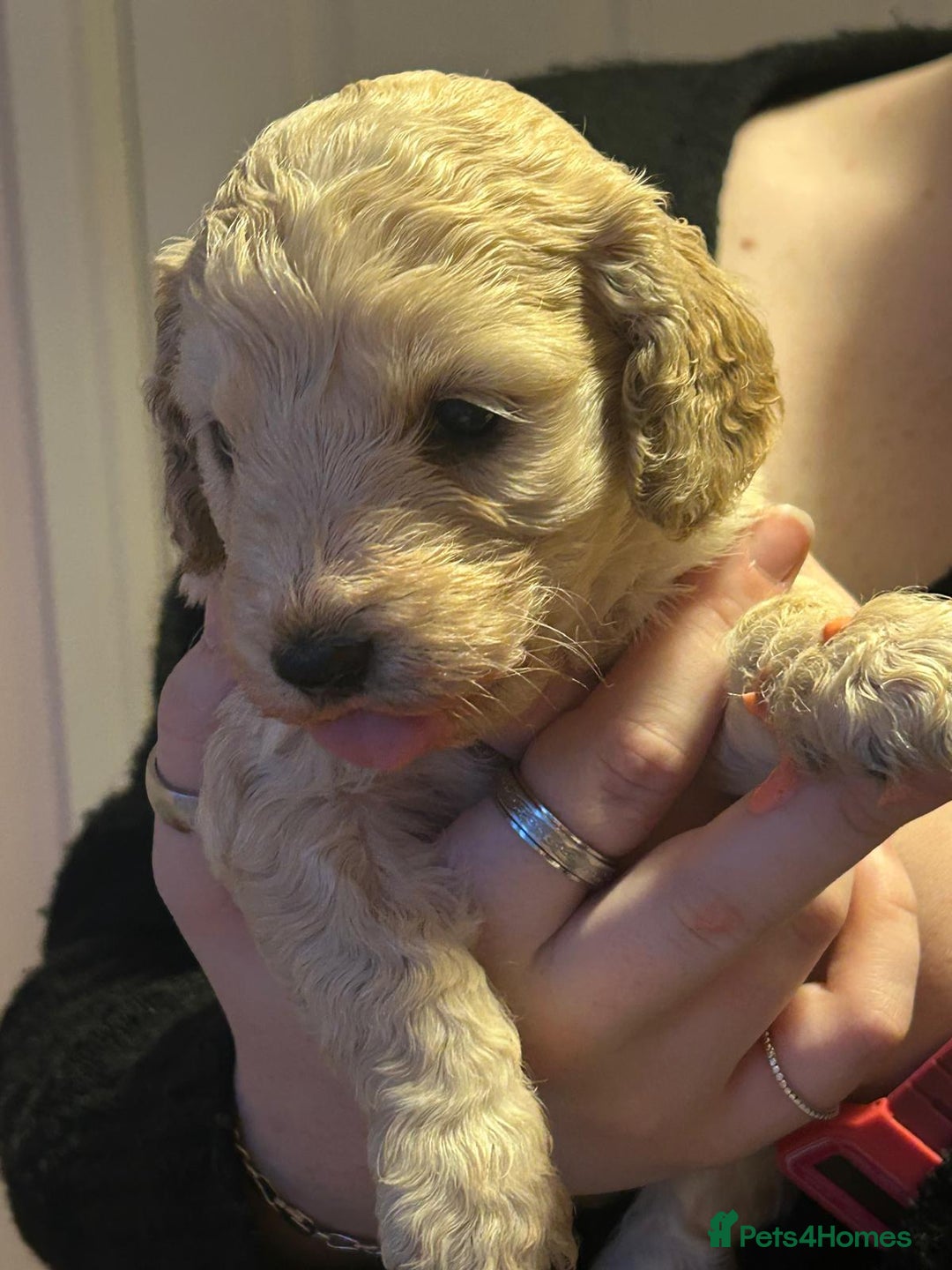 Cockapoo dogs for sale: 8 gorgeous F1 Cockapoos - Advert 23