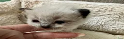 Ragdoll cats for sale: 🎀GCCF bi/point champion sired ragdolls 🎀 - Advert 5