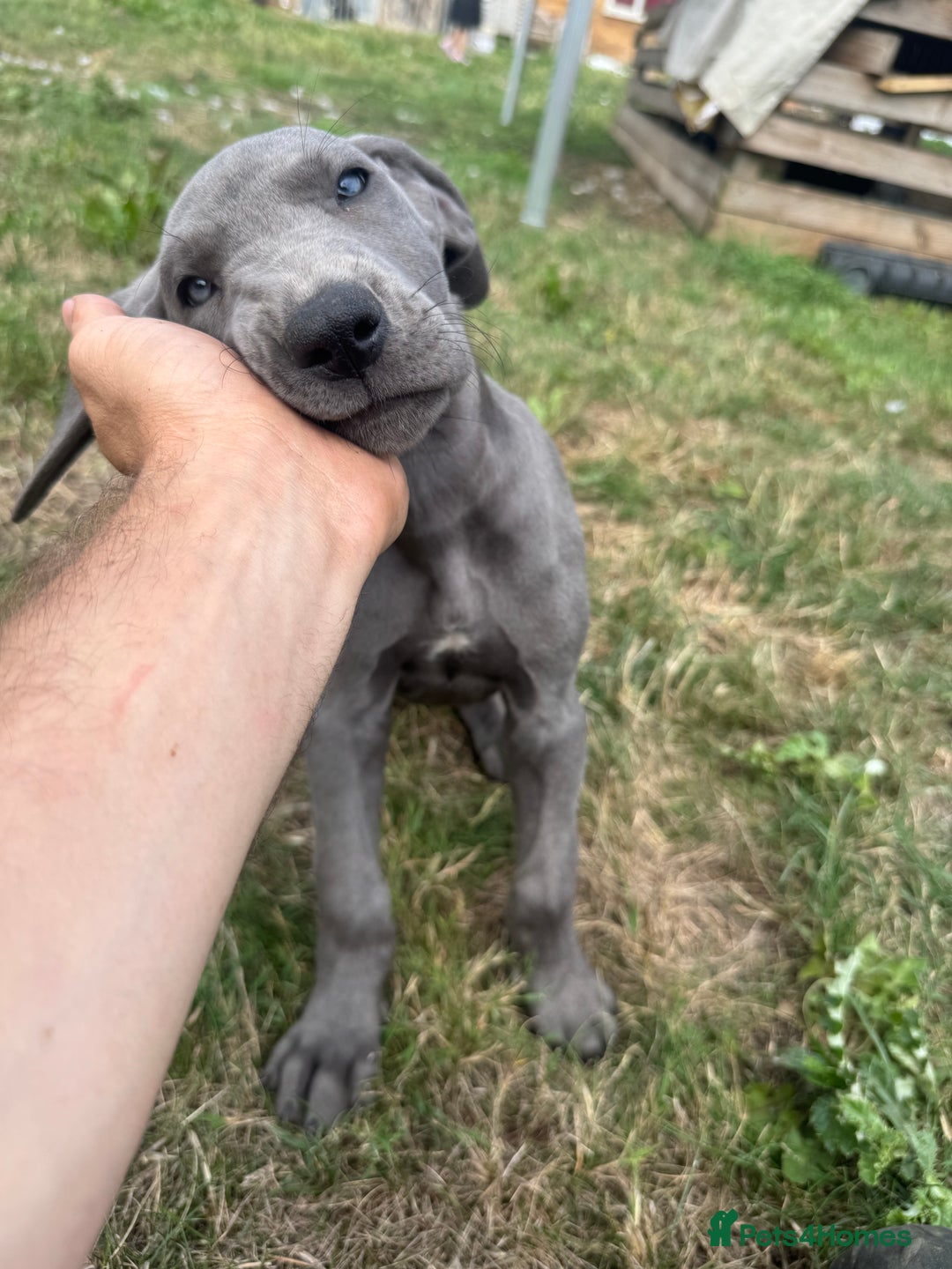 Great Dane dogs for sale: 7 left -12 beautiful Great Dane puppies black/blue - Image 15