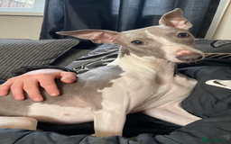 Whippet dogs for sale: Kc reg whippets  - Image 10