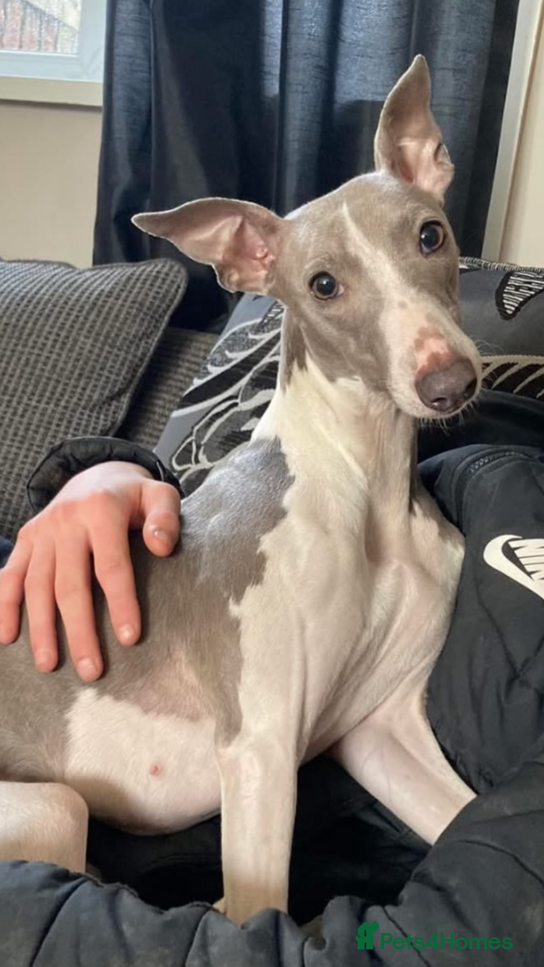 Whippet dogs for sale: Kc reg whippets  - Image 10