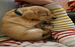 Mixed Breed dogs for sale: READY 2 left - cocker spaniel mix.  - Image 5