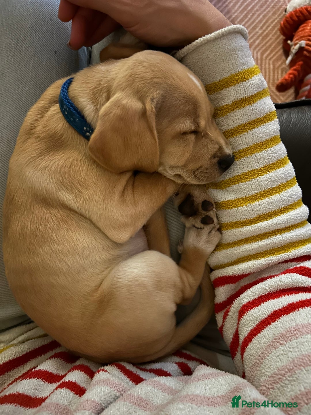Mixed Breed dogs for sale: READY 2 left - cocker spaniel mix.  - Image 5