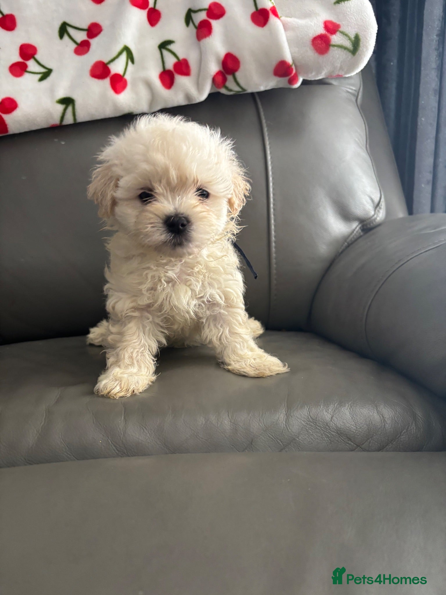 Maltipoo dogs BOY Ready to leave F1 Maltipoo true miniature  - Advert 1