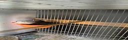 Finches birds for sale: Finches and canary for sale  - Advert 4