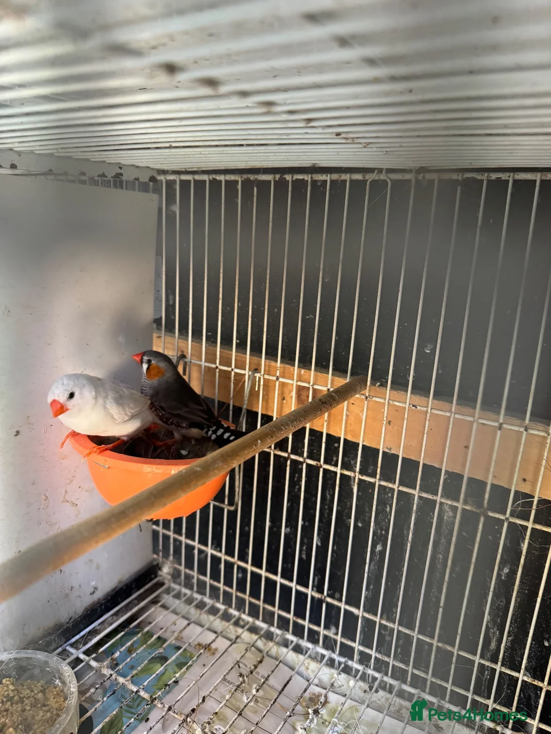 Finches birds for sale: Finches and canary for sale  - Advert 4
